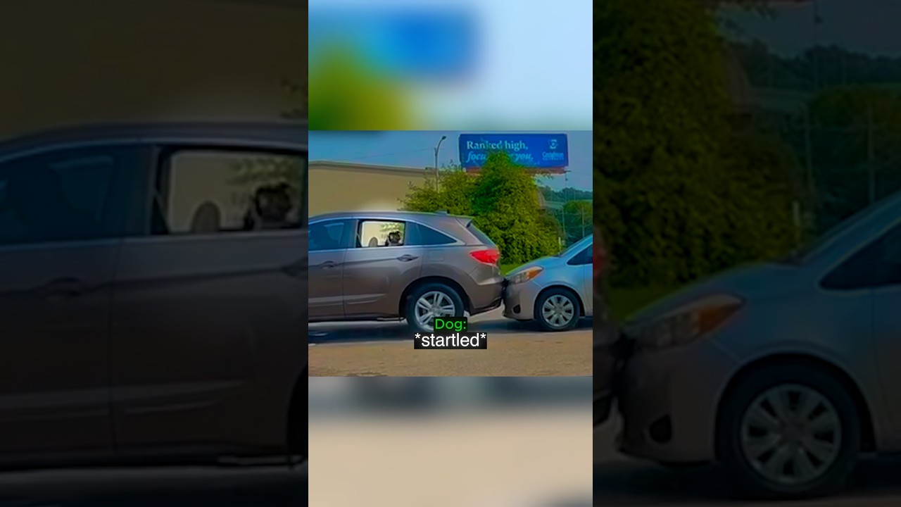 Dog Owner Protects His Own From Road Rager