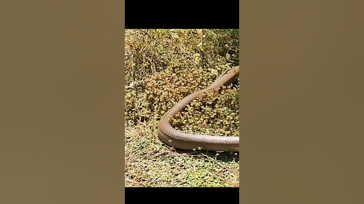 끝과 끝이 보이지 않는 거대한 뱀 하늘로 용이 승천하듯 빠져나간다.