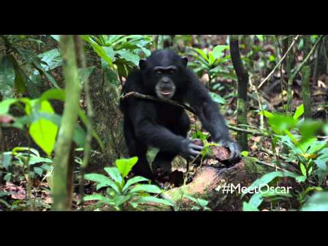 Chimpanzee "Power Tools" Clip