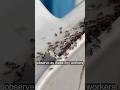 Watch Ants Steal Spider Eggs
