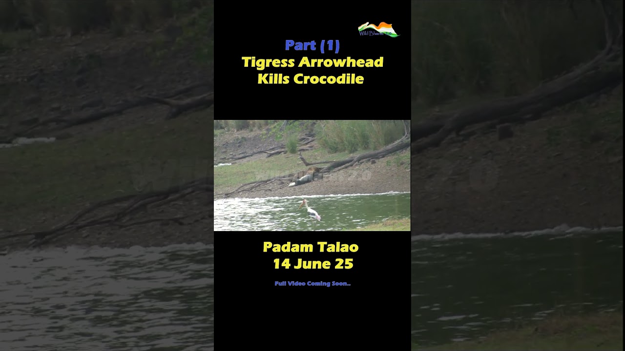 Part 1 | Arrowhead tigress 🐅 Kills a Crocodile 🐊 