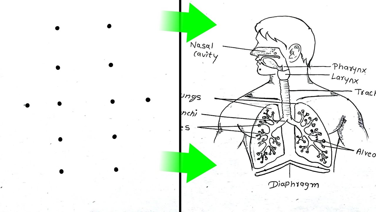 step by step Drawing ✅ how to Draw Human Respiratory System Diagram (Labelled) Respiratory System