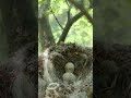 Long tailed shrike bird two eggs #shorts