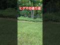 ヒグマの通り道、鹿よけの柵も、たわんでしまっている#北海道#ヒグマ#野生動物#ひぐま#羆#動物#自然#くま#熊#クマ#狩猟#駆除#ハンティング#トレイルカメラ#野生