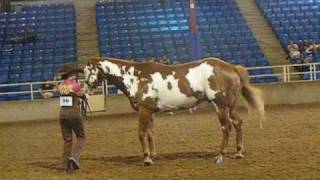 4-H horse show with deaf horse