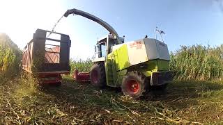 Silagem de milho - Açores 2020