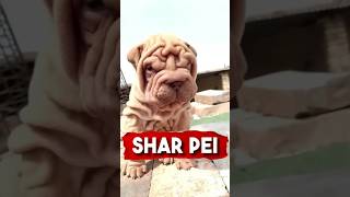 Ugliest Dog in the World   #dog #sharpei #animals #fyp #richyanimals