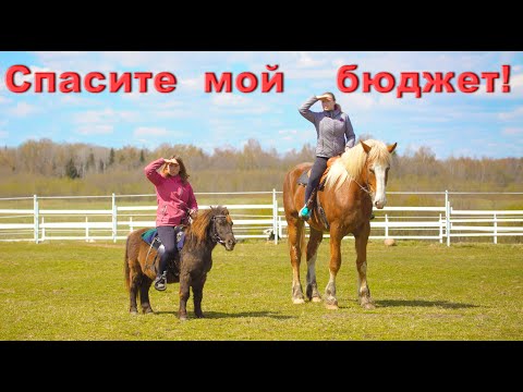 Видео: Купить лошадь или не купить лошадь?