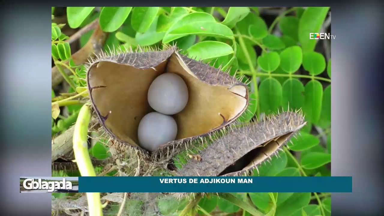 Les vertus de ADJIKOUN MAN | Nuyendévo