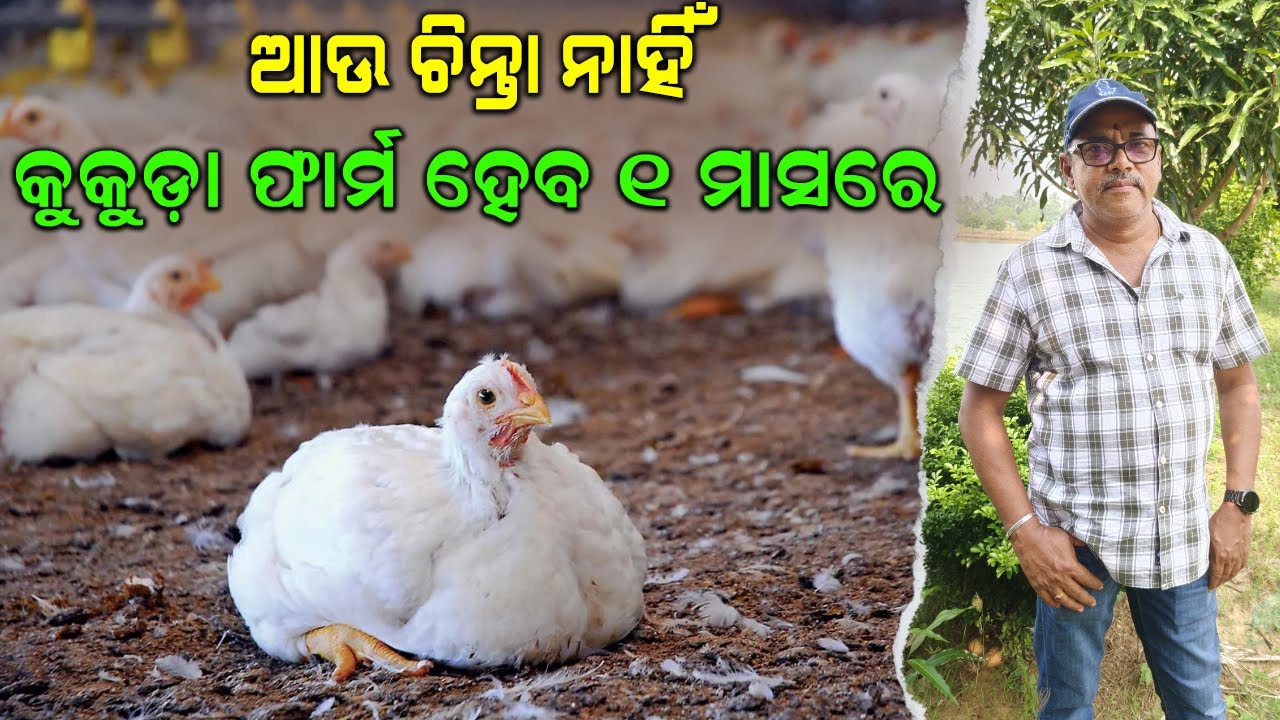 କୁକୁଡ଼ା ଫାର୍ମ ହେବ ୧ ମାସରେ || How to start this poultry farm in 1 month ...