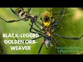 Is the Black legged Golden Orb-weaver Spider Venomous ? (Trichonephila Fenestrata)