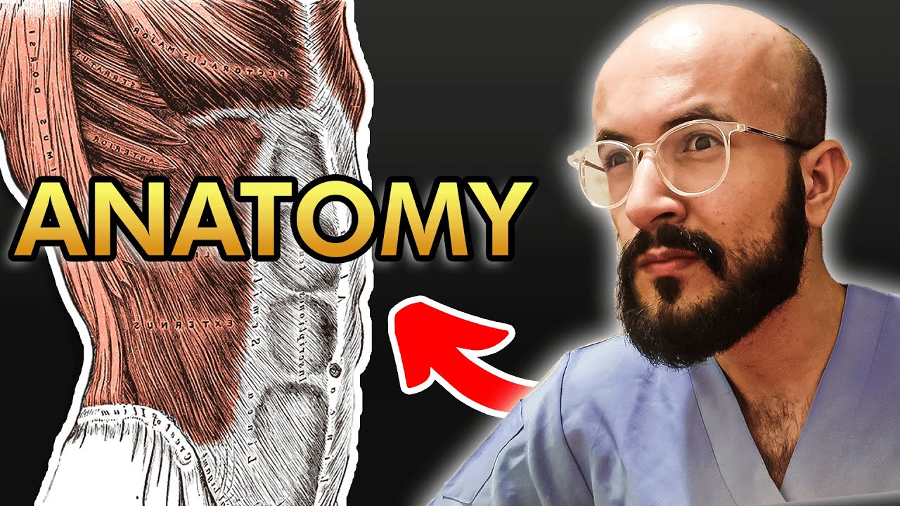 Abdominal Wall Anatomy Explained in Details YouTube