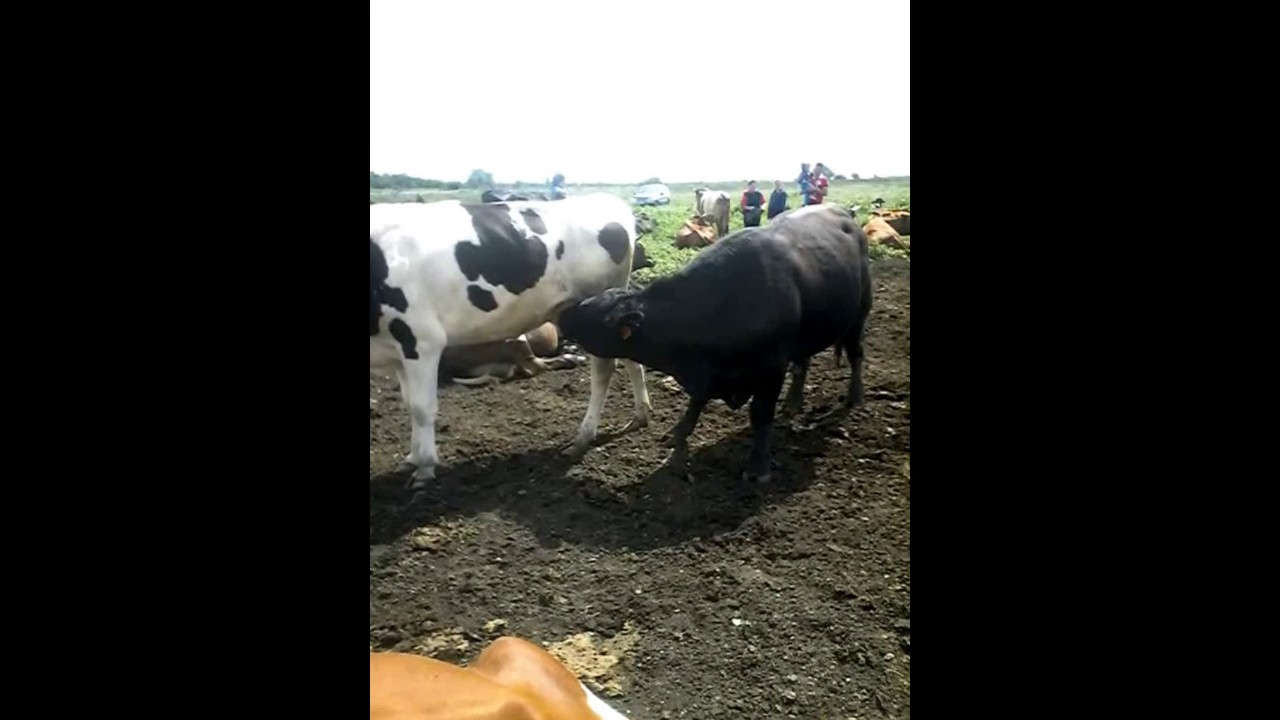Доят сиськи машиной Доят сиськи машиной