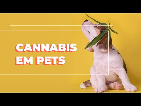 Vídeo: O CBD é Seguro Para Gatos?