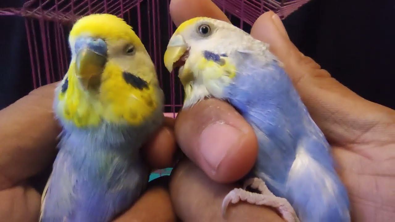 الفرق بين الجولدن دابل و اليلو فيس دابل