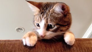 Adele - Hello Cat Parody screenshot 4