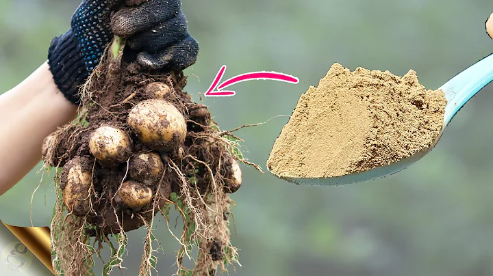 Can I grow potatoes from organic store bought? (2023)