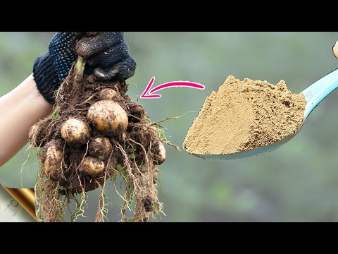10 SECRETS TO GROWING  POTATOES FROM STORE BOUGHT POTATOES 