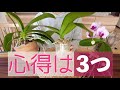 出遅れ厳禁【3月の胡蝶蘭】今から春の準備をしよう!
