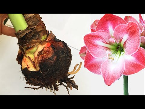 Видео: Борьба с ожогом листьев амариллиса: как бороться с красной пятнистостью амариллиса