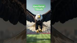 Kara Kartal Yükselir Resimi