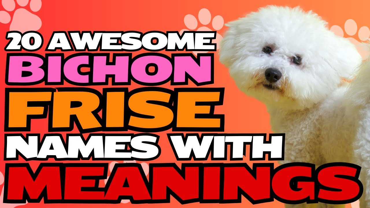 20 Awesome Bichon Frise Names With Meanings YouTube 20-awesome-bichon-frise-names-with-meanings-youtube