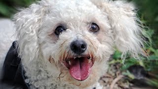 20 Awesome Bichon Frise Names with Meanings! ✨