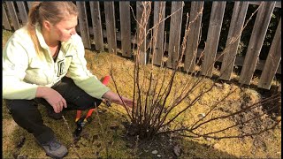 Blackcurrant pruning