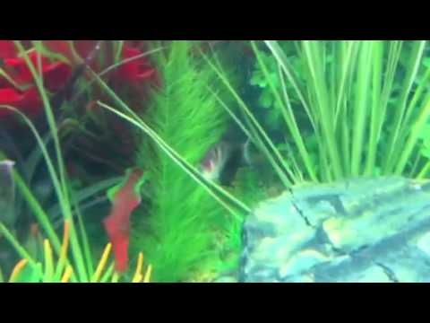 Microbubbles On Fish Fixing micro bubbles in a beautiful new tropical aquarium - YouTube