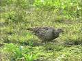 The Pearl of the Grass - Taiwan Ring-necked Pheasant (2 of 3)