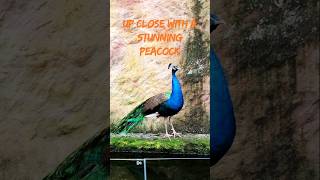 Peacocks Pride Mesmerizing Beauty  travel shorts nature