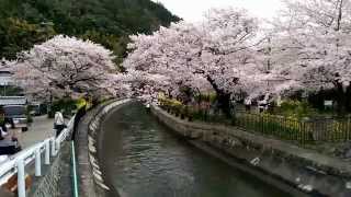 2015_0404_山科疏水快走