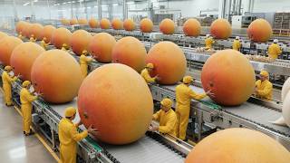 Inside a Mango Processing Factory – How Mangoes Become Juice