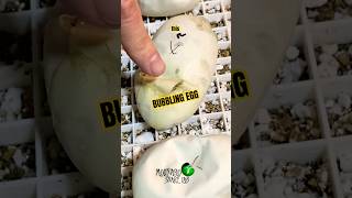 Famous Bubbling Egg… So we cut it open! #molinarosnakelab #eggs #eggincubation #hatchingegg #shorts #python Profile