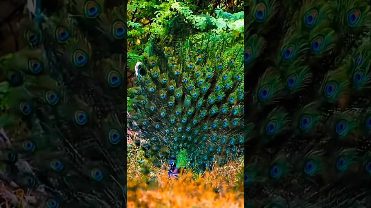Peacock Asked Farmer for Help 🦚🥺😍
