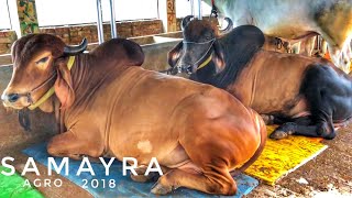 Super Samayra Agro Collection 2018 | The Home of Goru Lovers