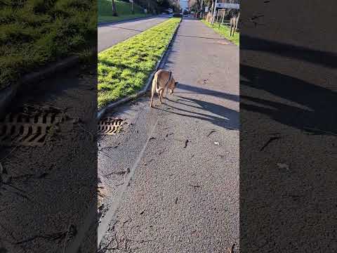 𝐇𝐎𝐌𝐄! #animal #dog