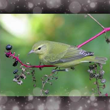 Suara Burung, Bird Song Tennessee Warbler (Zonotrichia Leucophrys) Gacor di Alam Liar #Shorts