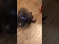 Puppy loves chewing on her tail 