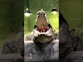 Crocodile roaring like a dinosaur