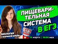 ПИЩЕВАРИТЕЛЬНАЯ СИСТЕМА ЕГЭ