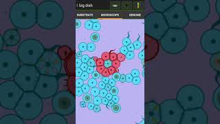 Carnivore mice. Breeding, semi-flock, carnivores | CELL LAB |
