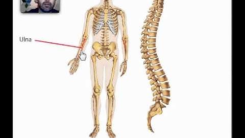 Vertebral Column and Common Bones