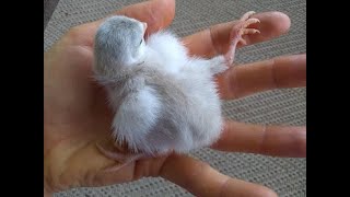 Correcting Splayed Legs in Keets/Chicks