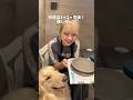 初めての陶芸体験!愛犬家特化の旅行サービスDogLife Travelさんのご招待で静岡県の1HOTELさんにお泊まりしてきました🏠🐾#ゴールデンレトリバー #犬と旅