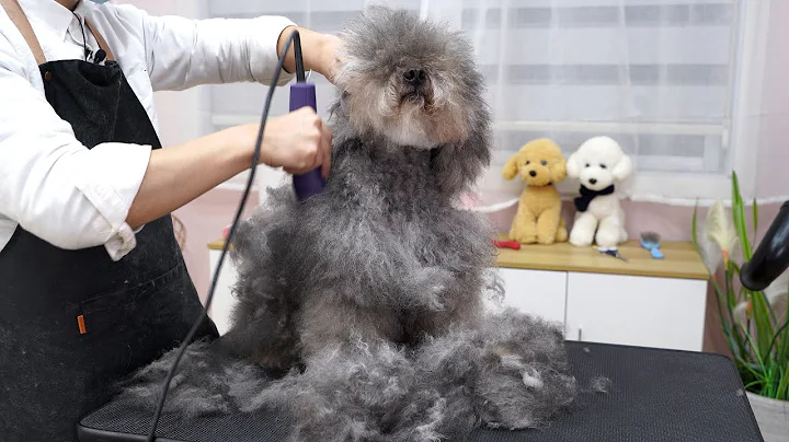 💖邋遢狗狗剪毛后变化太大，主人竟然认不出💖  ‖ How To Groom a Fluffy Dog ‖ pet groomer ‖ 宠物美容 - 天天要闻