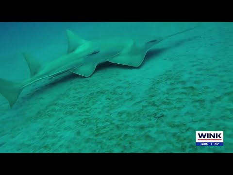 Key West sawfish dying at an alarming rate - is it something in the water