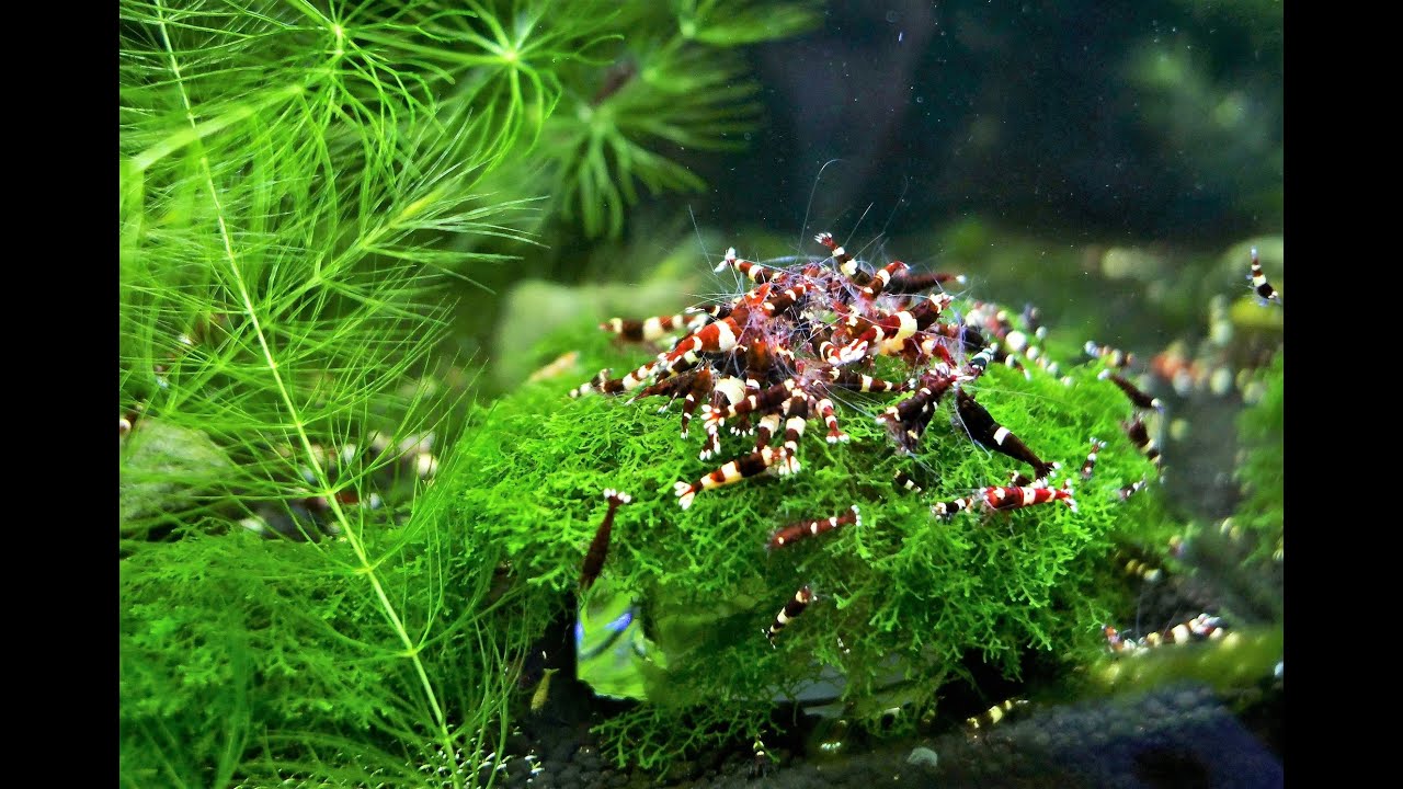 Caridina Taiwan Bee Shrimp | 10 Gallons Shrimp Tank California ~ Greenhorn Reefer
