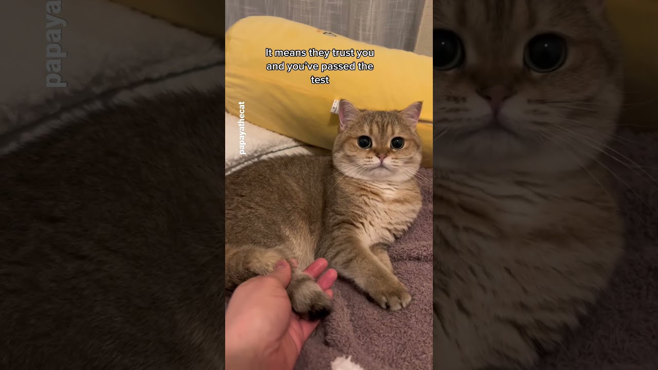 How Do You Know If Your Cat Trusts Shorts