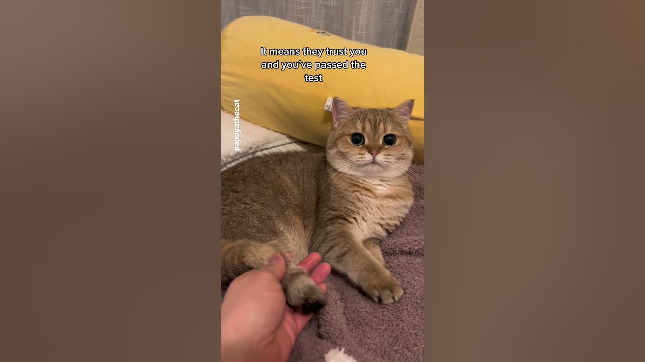 How do you know if your cat trusts you? shorts cat YouTube